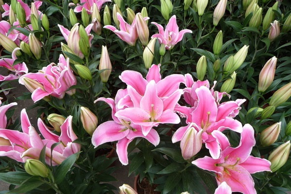 香水百合怎么养视频,香水百合的养殖方法和注意事项