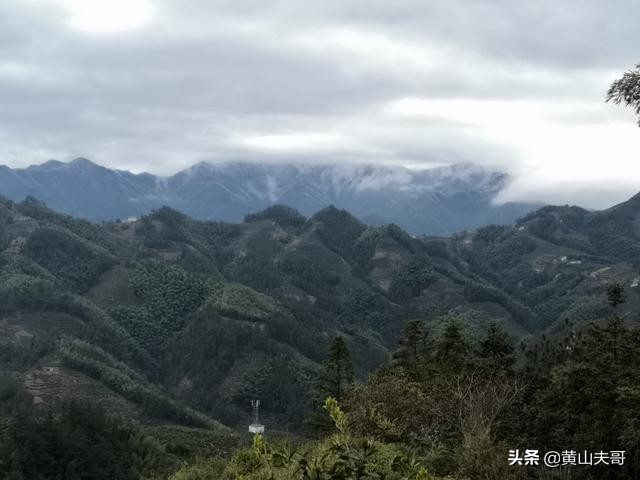 茶中翡翠，歙县滴水香——一颗蒙尘在北纬30°线上的黄山明珠
