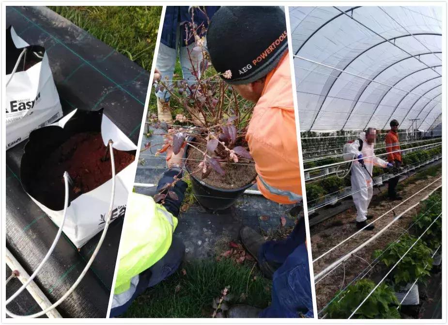 中国人去俄罗斯农场打工真实生活,在农场工作