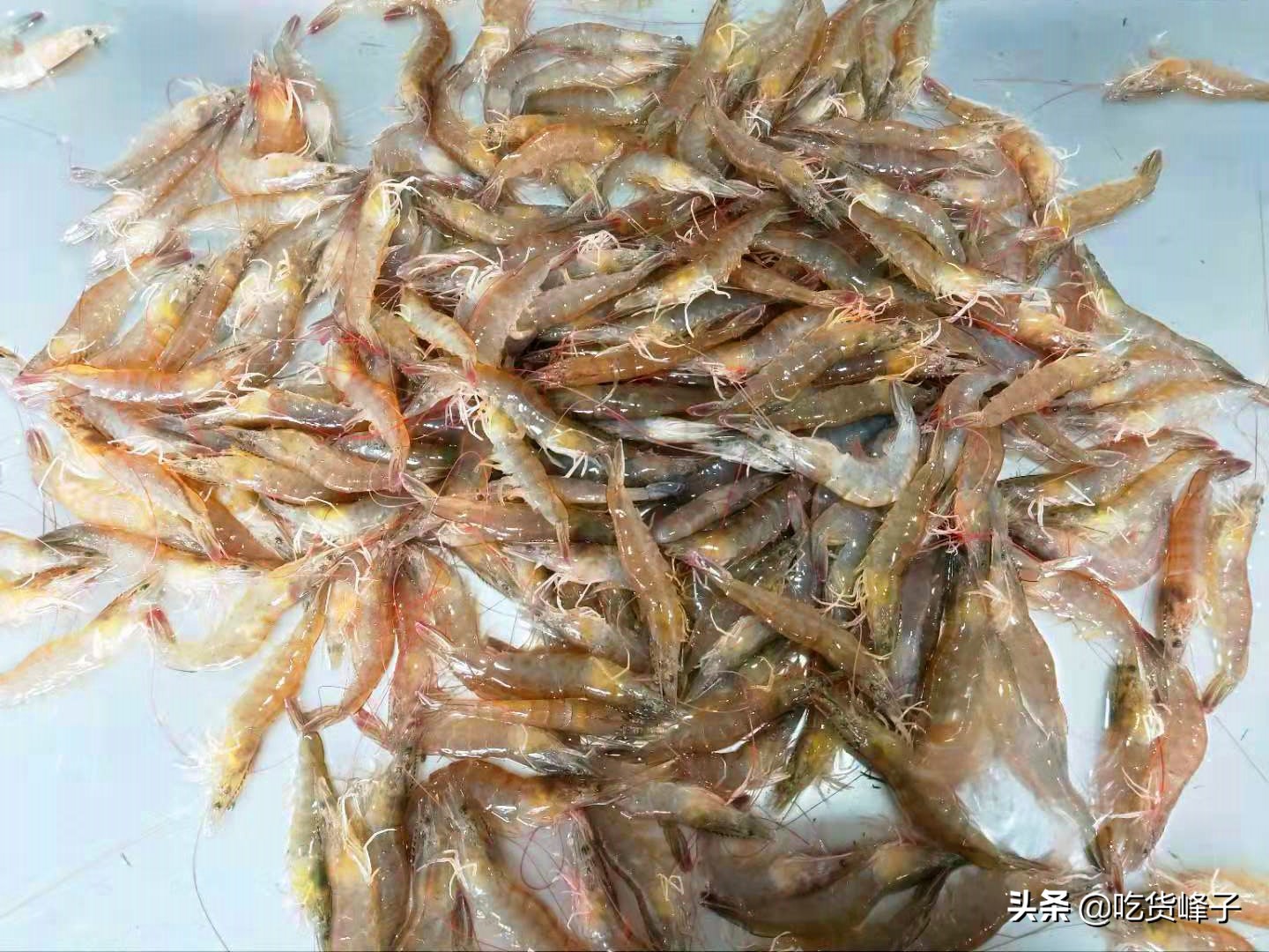 大虾怎么保存放冷藏还是冷冻,大虾放冰箱正确的冷冻方法