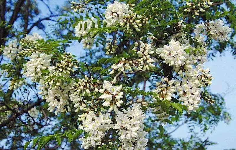 吃槐花注意事项,开始吃槐花了会怎样