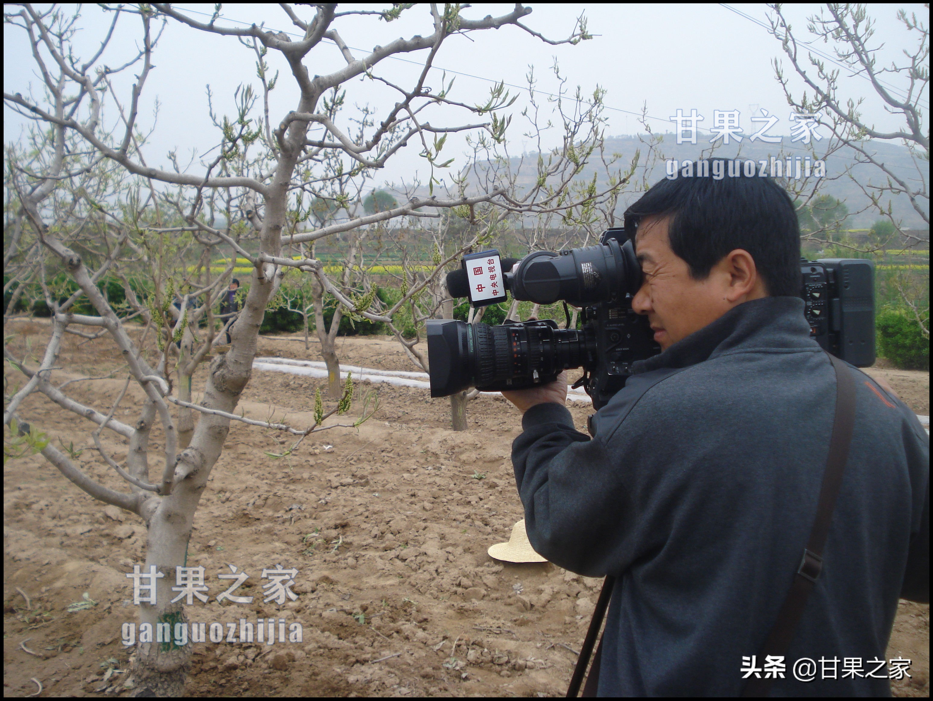 开心果的生长环境是什么,开心果是什么果树种出来的