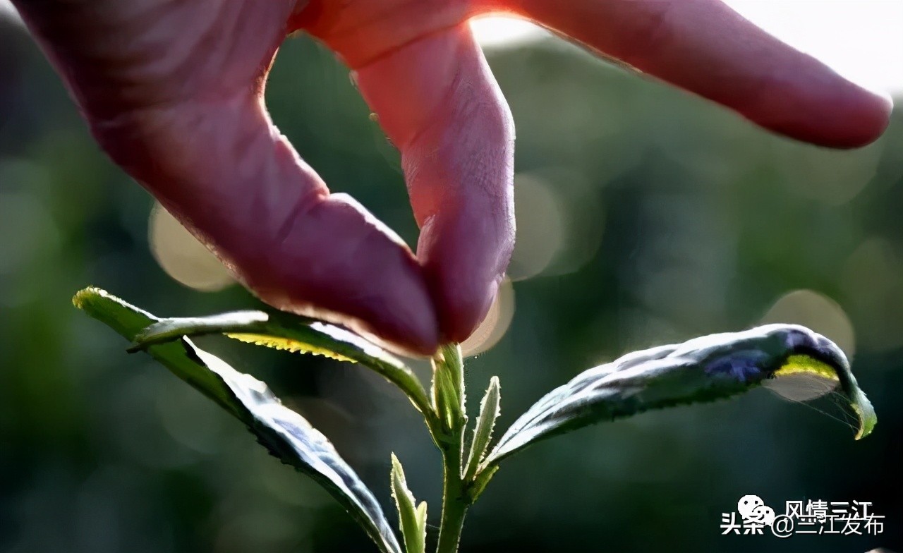 三江金奖茶,中国早春第一茶三江茶