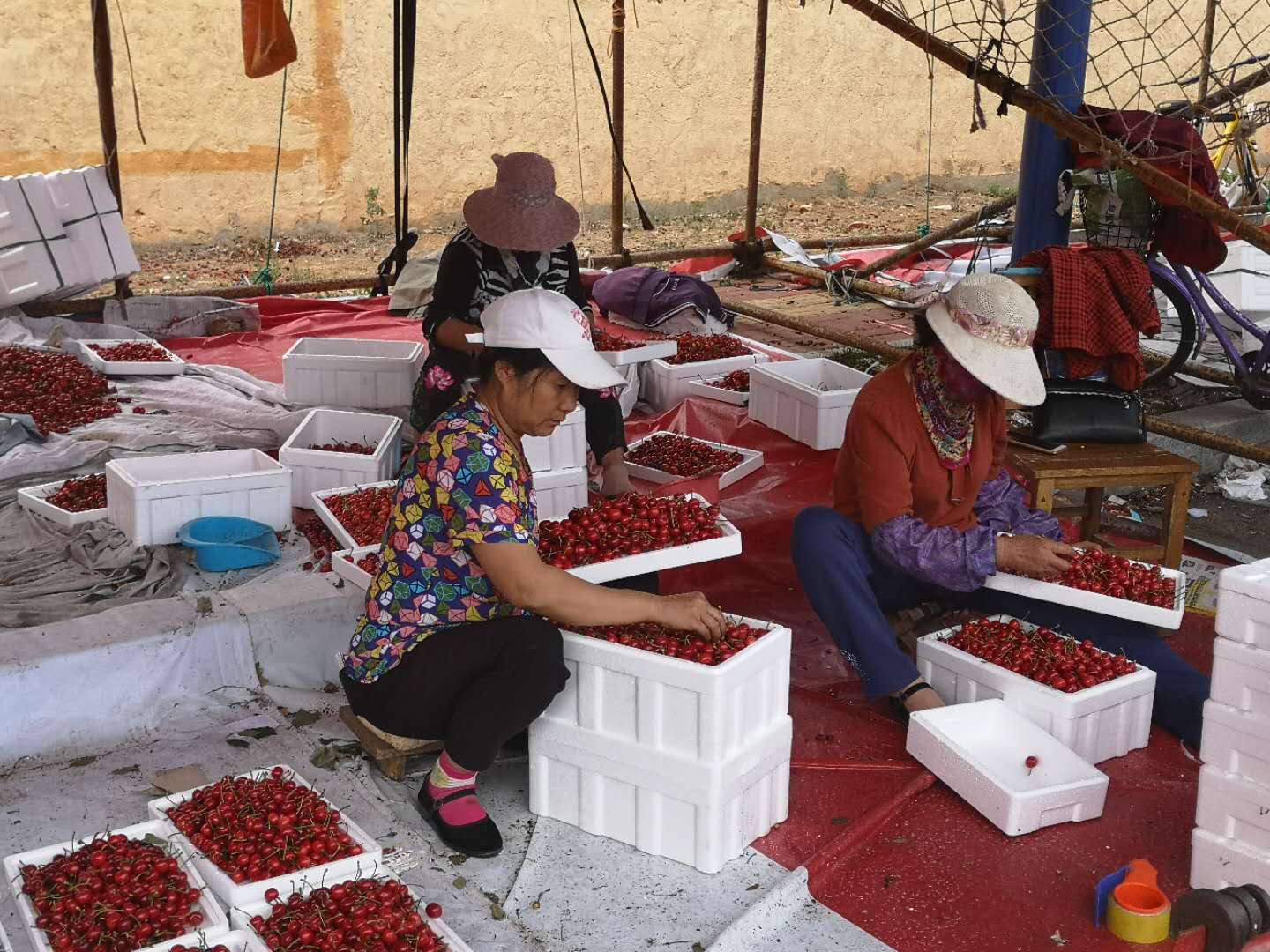 网上买的大樱桃有味道,大樱桃有股塑料味