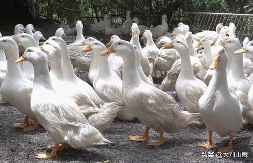 怎样才能养好鸭和鹅,怎样养好鸭子视频