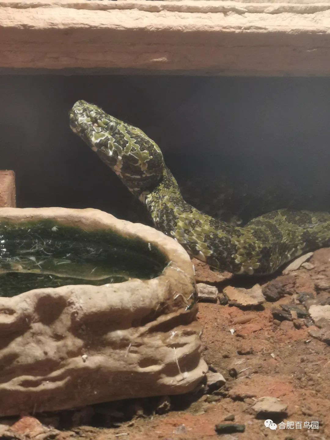 蛇如何升级为龙,可以升级的蛇