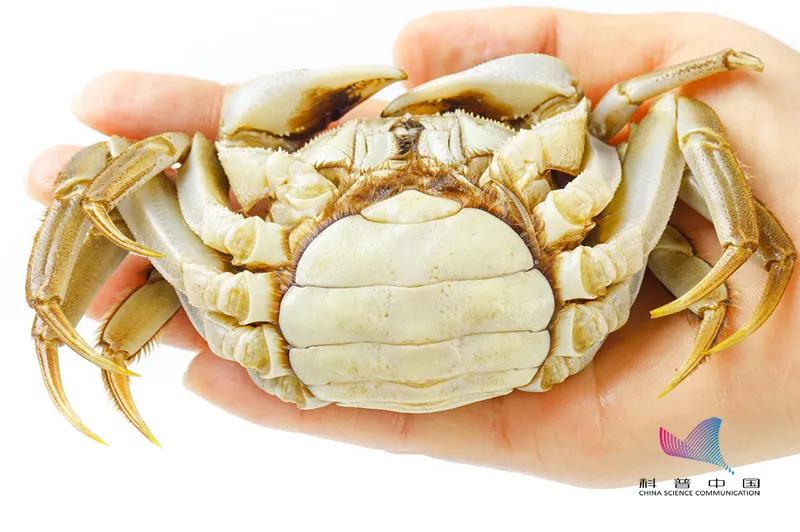 刚死的螃蟹能吃吗会有什么危害,刚刚死的螃蟹可以吃吗