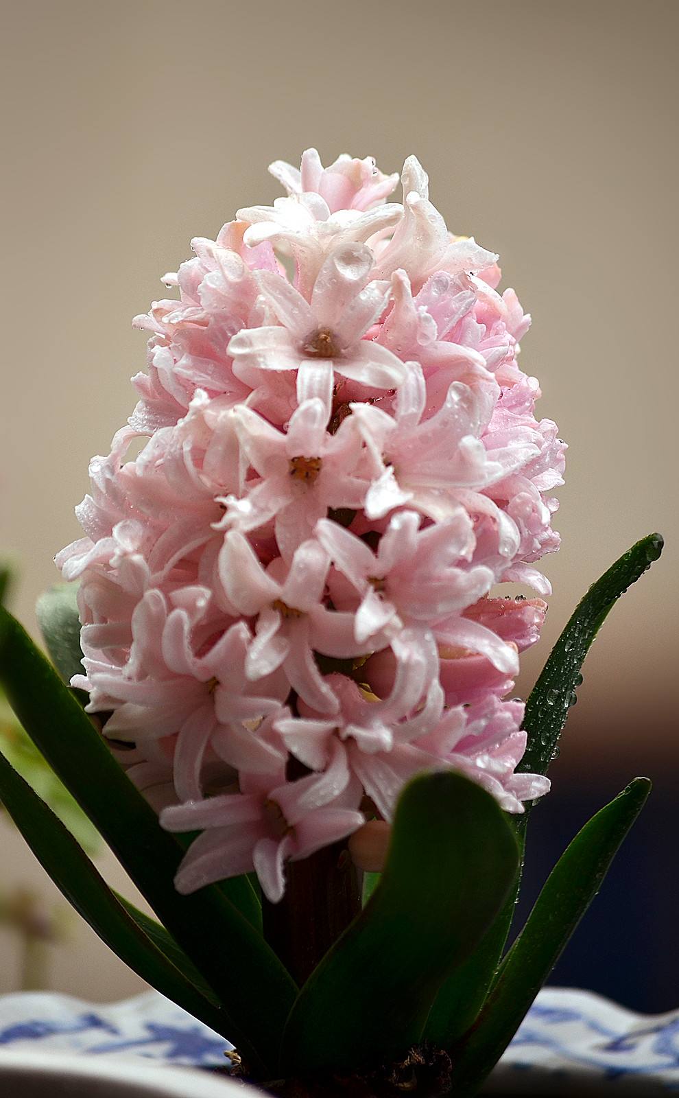 别人过年都养花，他偏爱“洋葱头”，笑话他的人，最后直喊羡慕！