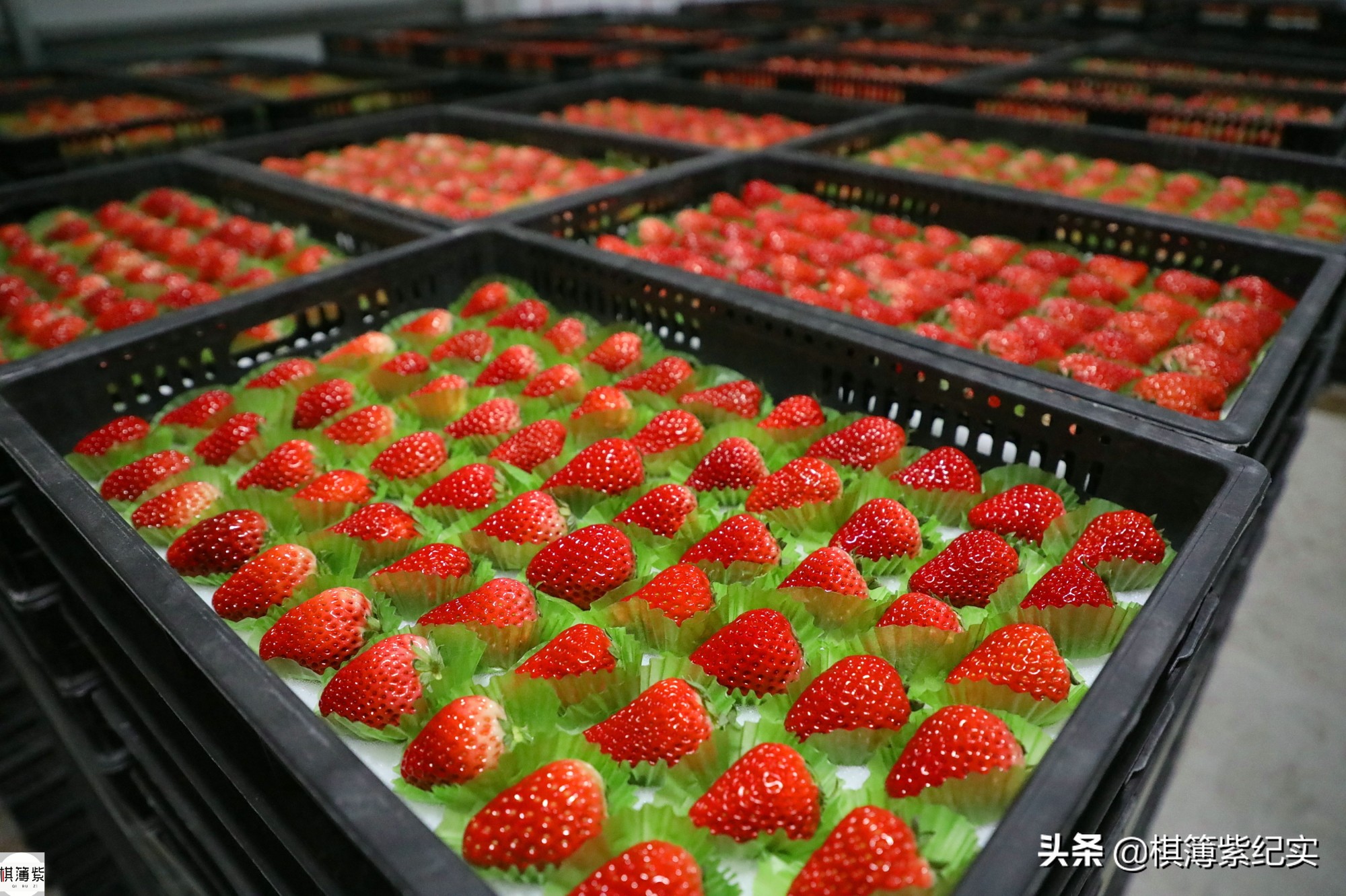 草莓王传奇：200多个大棚，实施空中草莓计划，明年手机遥控草莓