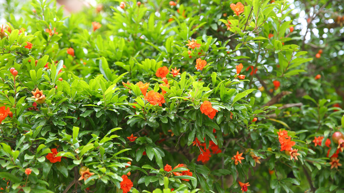 小扇引微凉，悠悠夏日长。四首古诗词，带你走入古时的端午佳节