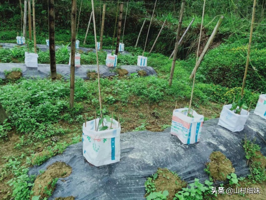 种植罗汉果,雌雄花期不相遇怎么办?先找到原因,解决办法在这里