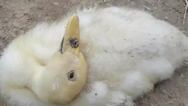 小鸭子摇头打喷嚏怎么办,小鸭子咳嗽食欲不振怎么办