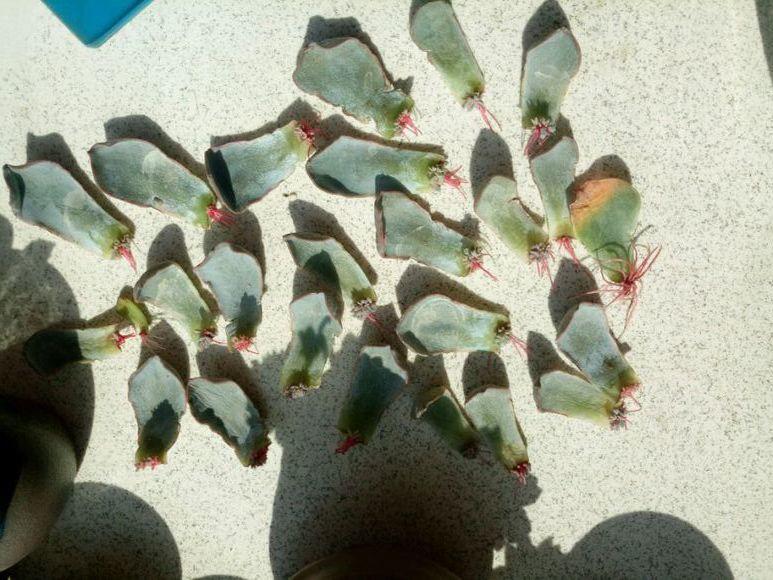 这3种多肉最适合新手,多肉扦插用什么方法最好