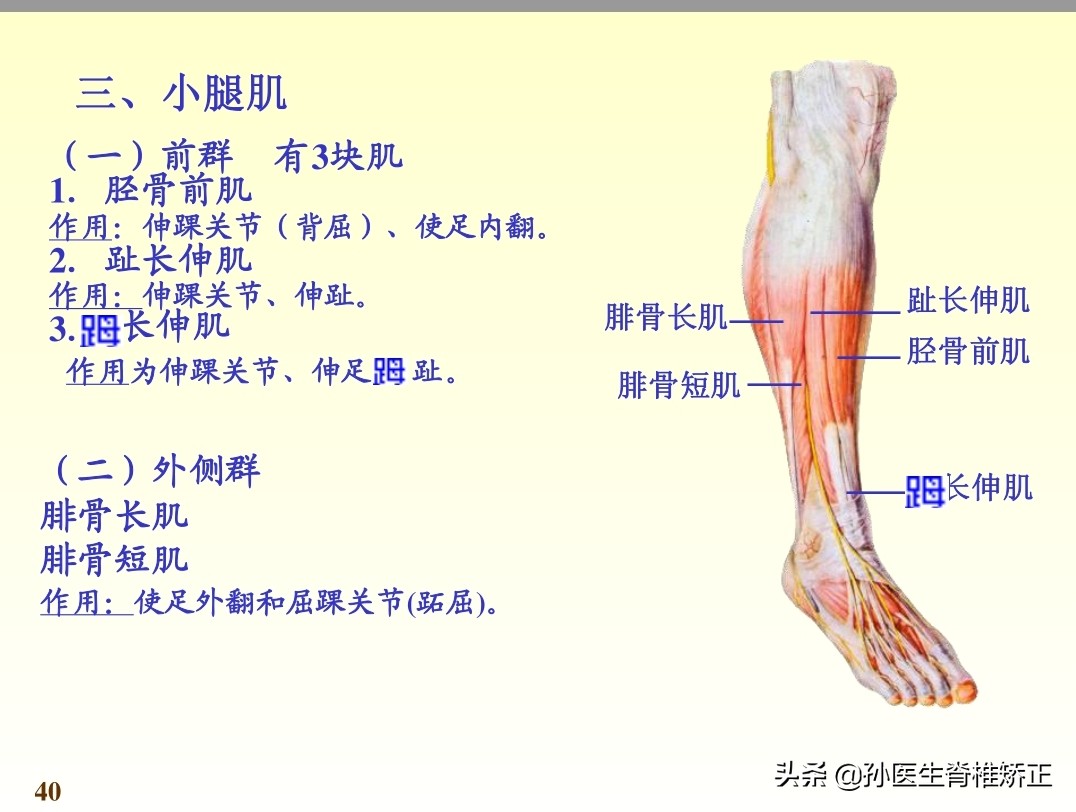 系统解剖学骨学ppt课件,解剖学基本知识ppt课件