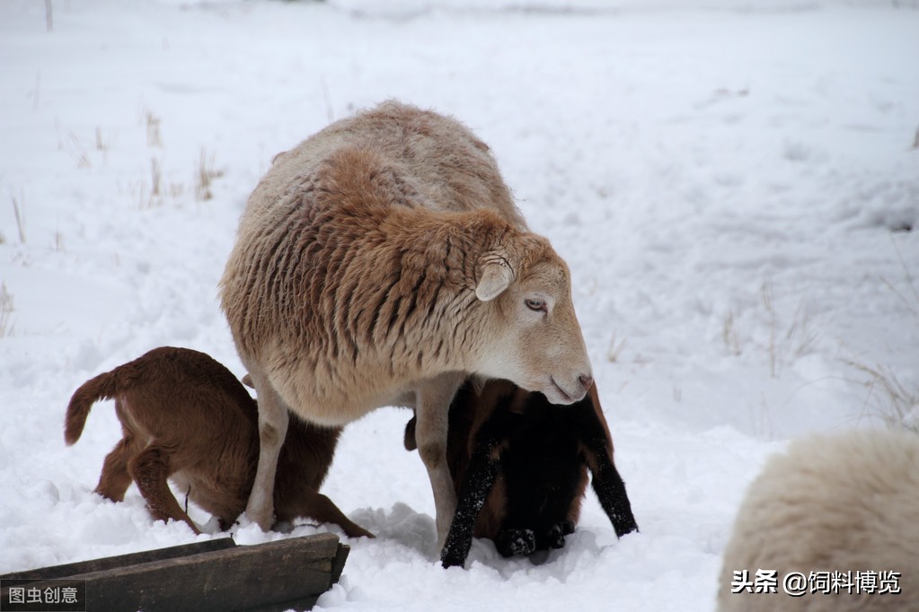 奶羊乳房炎用什么药,奶羊乳房发炎如何治疗