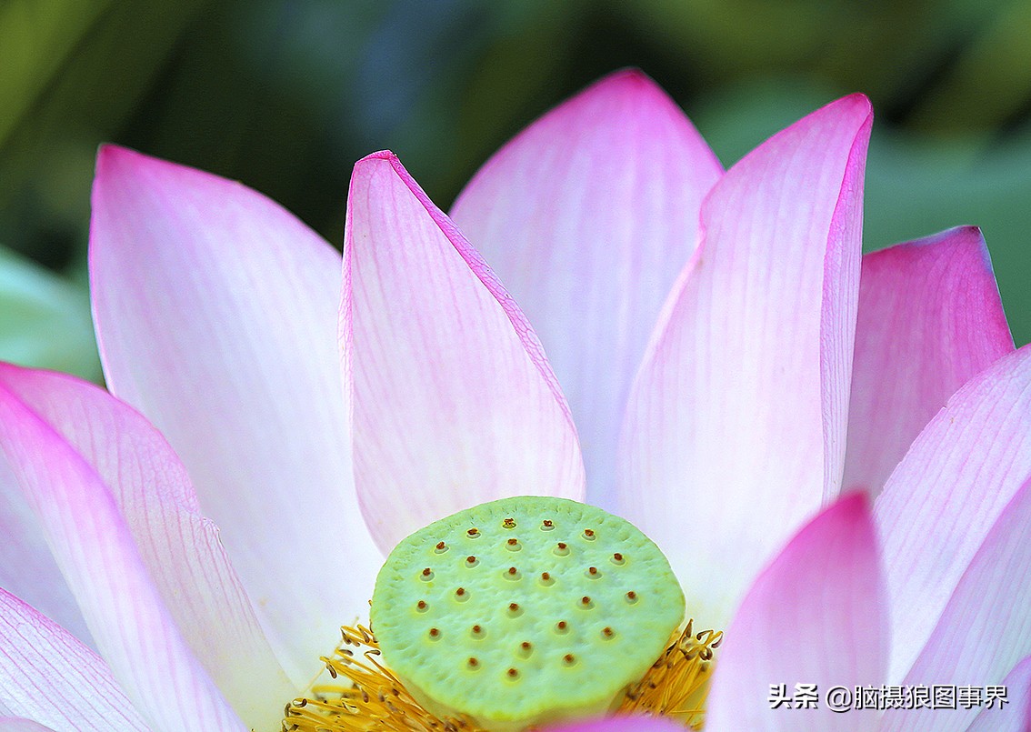 拍摄荷花的十个方法,用荷花花瓣怎样拍好看