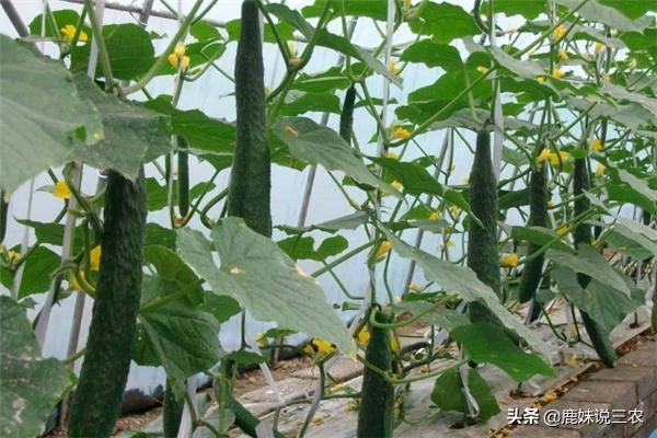 黄瓜不知道怎么修藤,黄瓜怎么修才能长得多