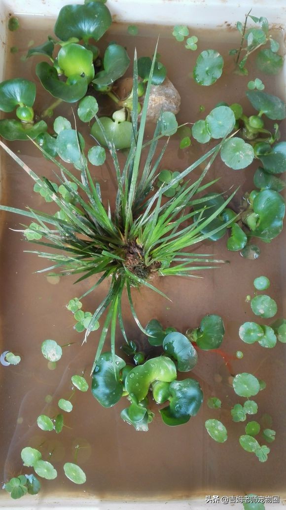 龟友都是怎么养乌龟的,新手怎么养黄喉龟