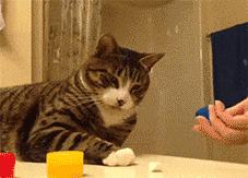 猫咪猜杯子游戏第三关 (猫咪口杯猜球游戏)