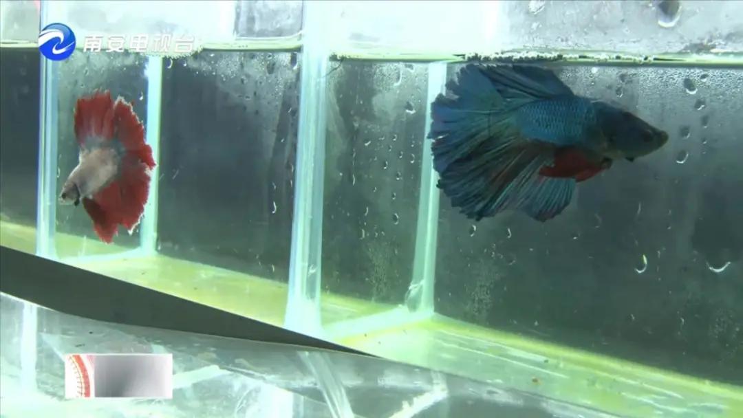 90后小伙的“斗鱼”梦：泰国斗鱼从南安“游”到全国各地！