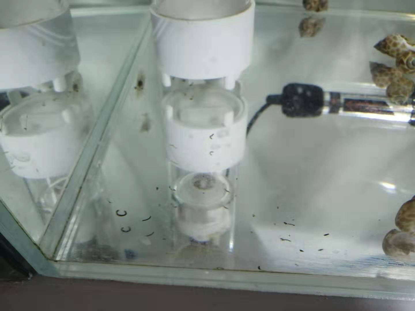 鱼便分离器制作方法,鱼便分离器详解