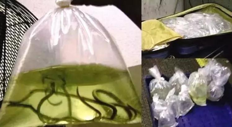 留学生海关被检查,萝卜丁口红过不了安检