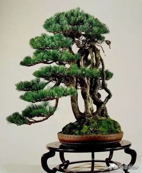 以根代杆下细上粗式盆景图片,各种老根盆景