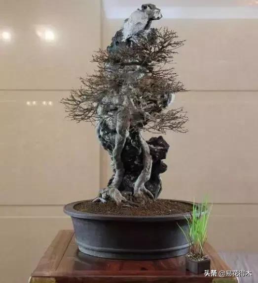 日本红枫和中国红枫有什么区别,日本红枫和中国红枫盆景的区别