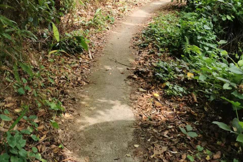 稻花飘香,柿柿如意——从化上罗村秋日拾趣