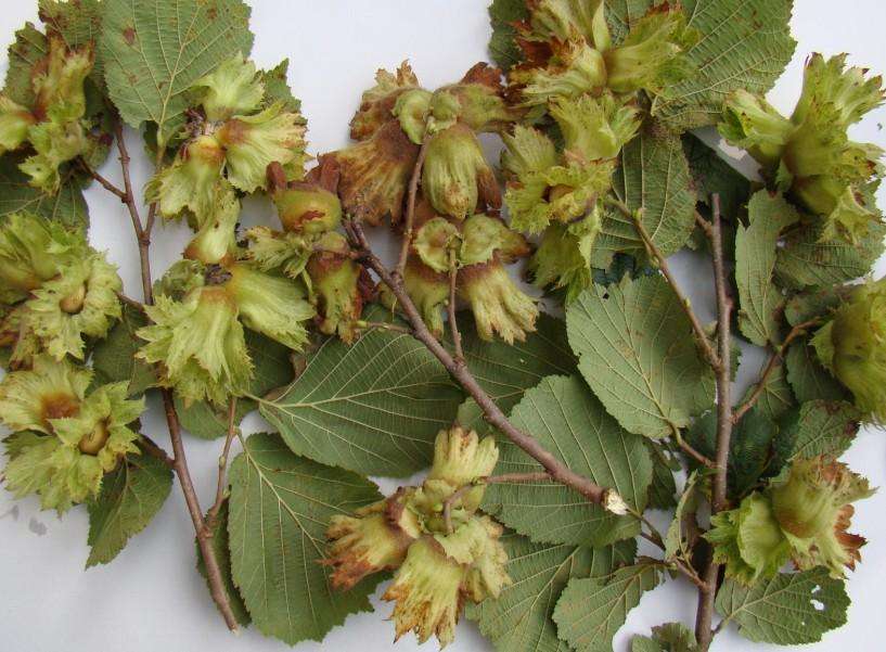 榛子是中国原产的吗,榛子是什么坚果