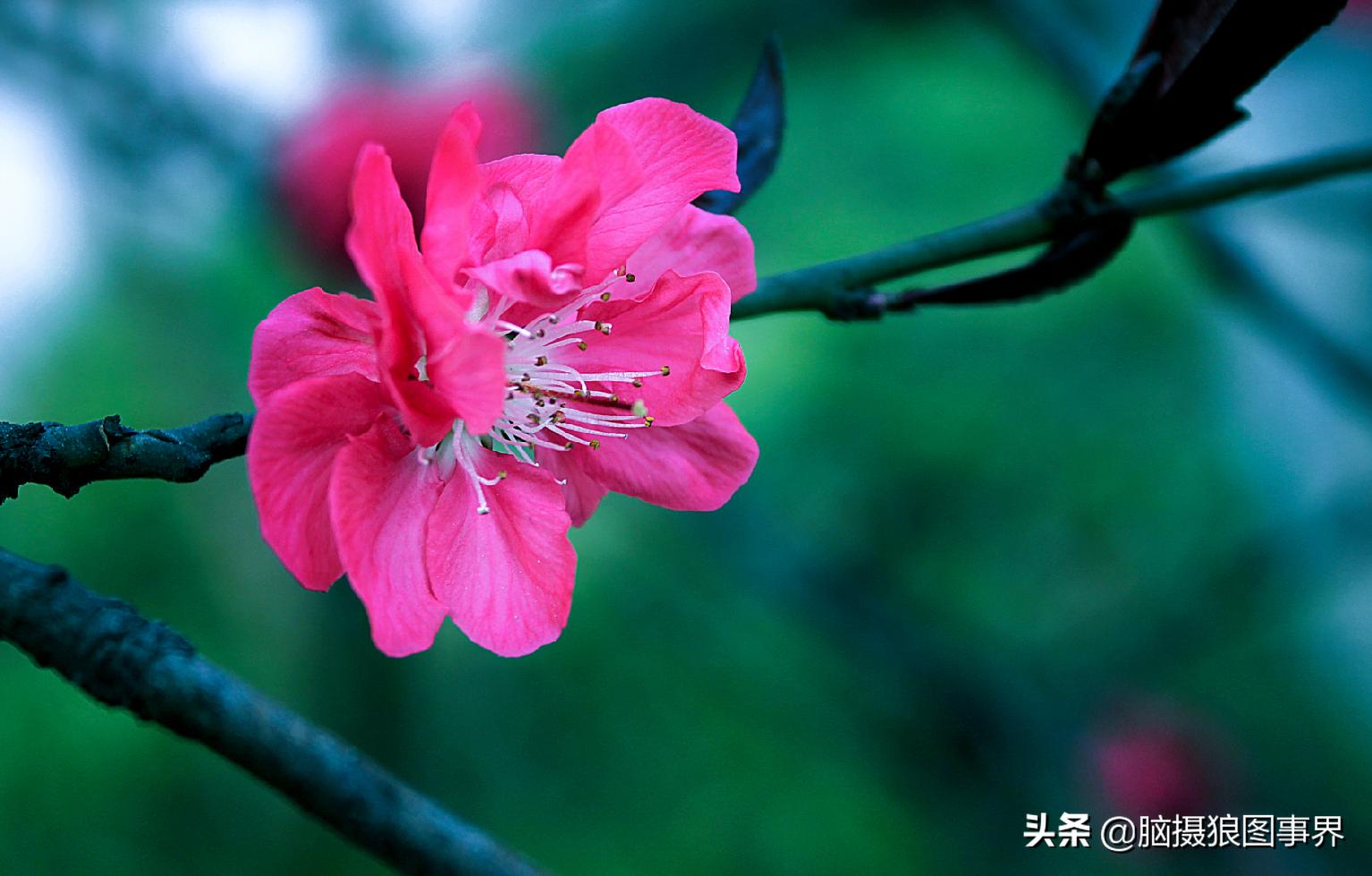 佳能18-55mm镜头，能拍出浅景深的花卉照片吗？如何拍摄？