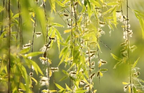 宝宝怎么预防柳絮,宝宝如何判断自己是否柳絮过敏