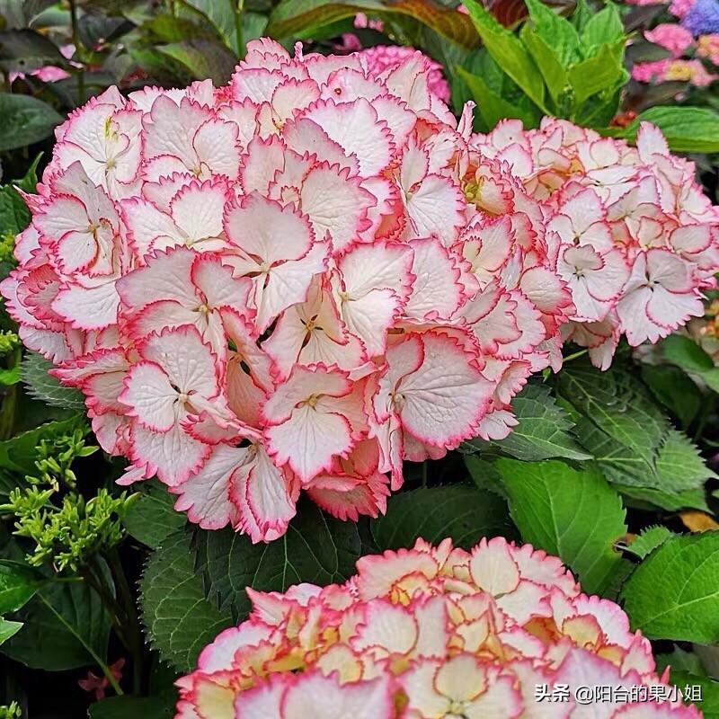 一年四季开花的绣球名字,6个颜色的绣球一起种