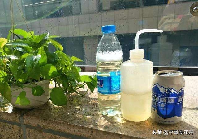 绿萝浇这三种水疯长,绿萝用淘米水浇花的正确方法