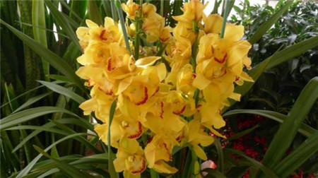 兰花有多少个品种哪些品种好看,兰花十大名贵品种有哪些