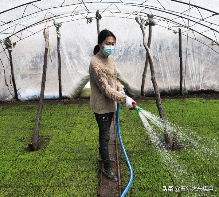 东北水稻怎样防冻,农业低温雨雪天气应对措施