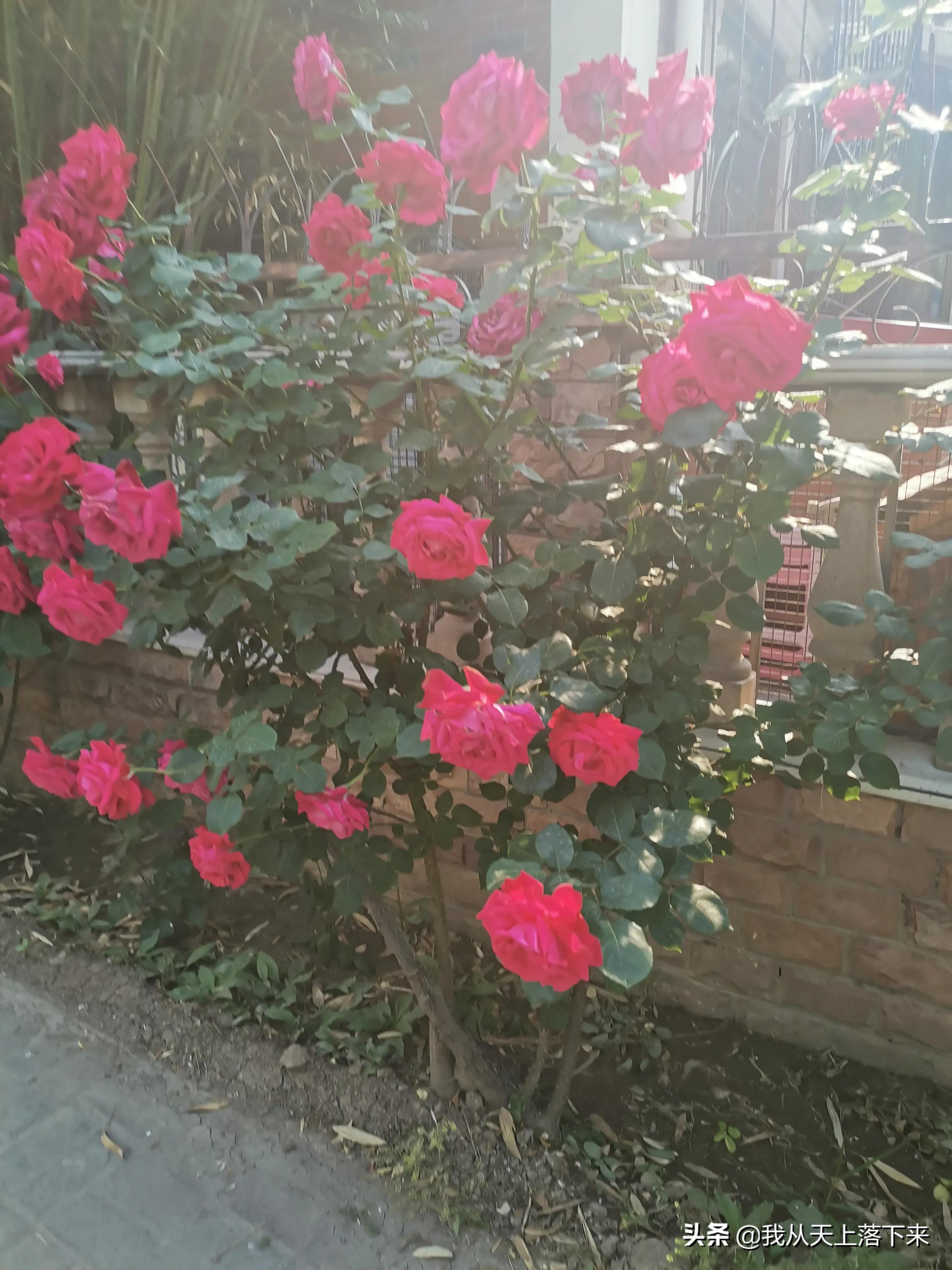 100张花朵美图,100张花图片大全