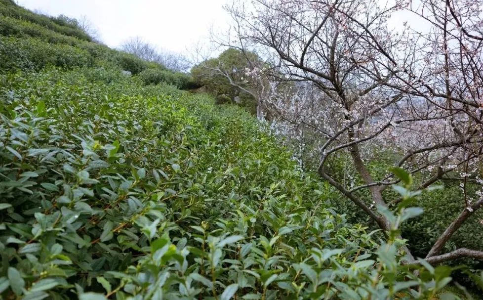 苏州西山十大知名农家乐有哪些,带你走一走苏州的太湖边农家乐