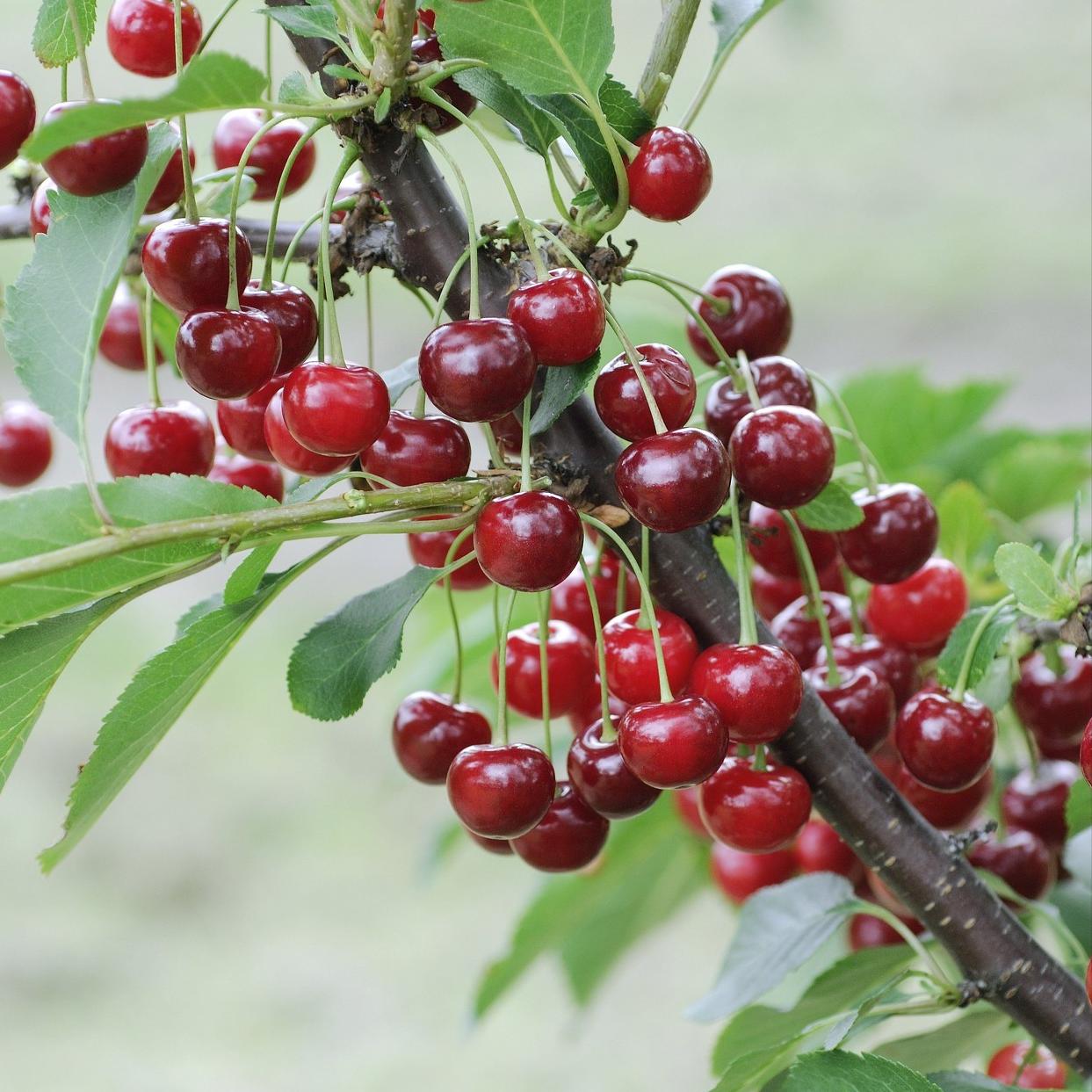 10种果子图片大全,100种果子介绍