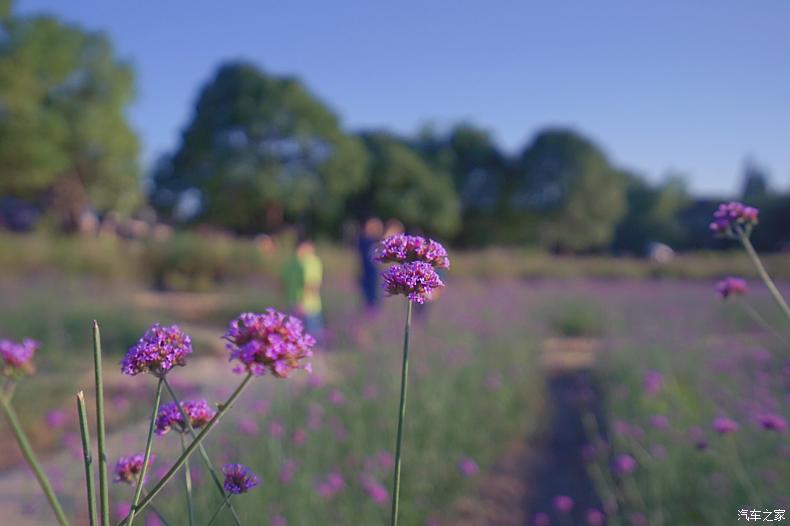 乌村值得去的地方,乌村最好的地方