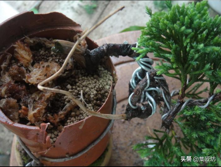 盆景干枯舍利制作,舍利干桩盆景图片