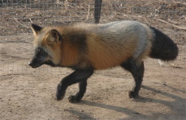 狐狸养殖幼崽出生应注意什么问题,狐狸繁殖方法视频