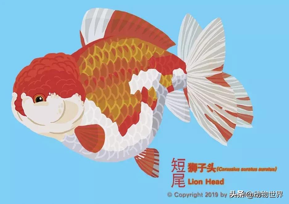 狮子金鱼品种,红头狮子金鱼
