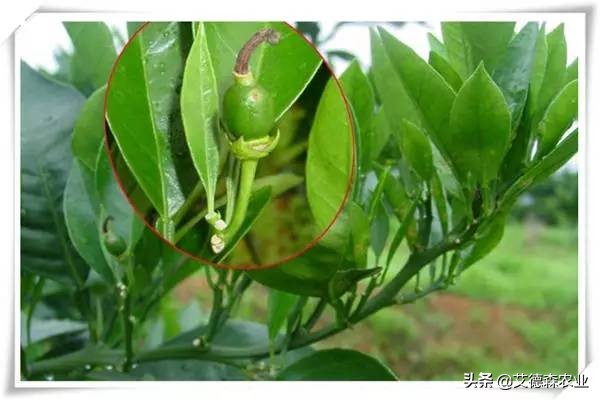 柑橘病虫害识别软件,天天学农柑橘病虫害