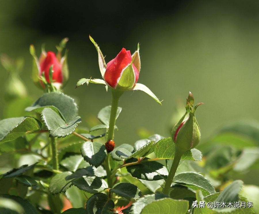 如何买到正版欧月？月季购买防骗手册，几招鉴定欧月，拒绝小白花