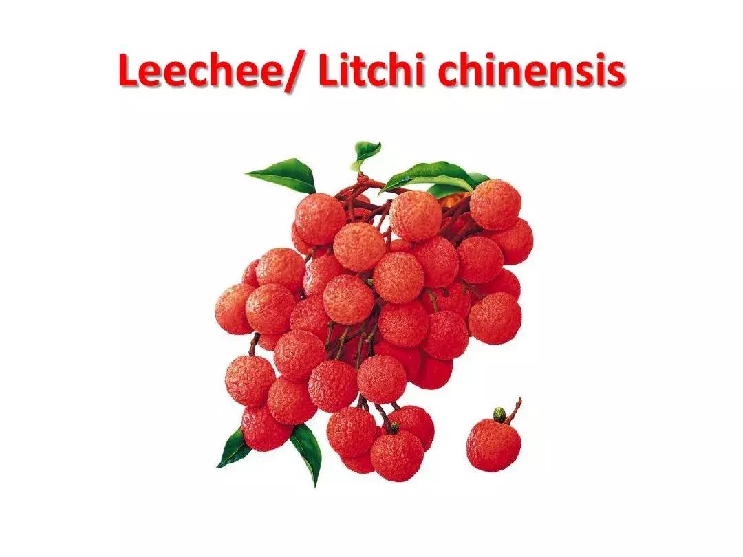 0-3岁幼儿英语水果单词app,水果类的英语单词巧记法