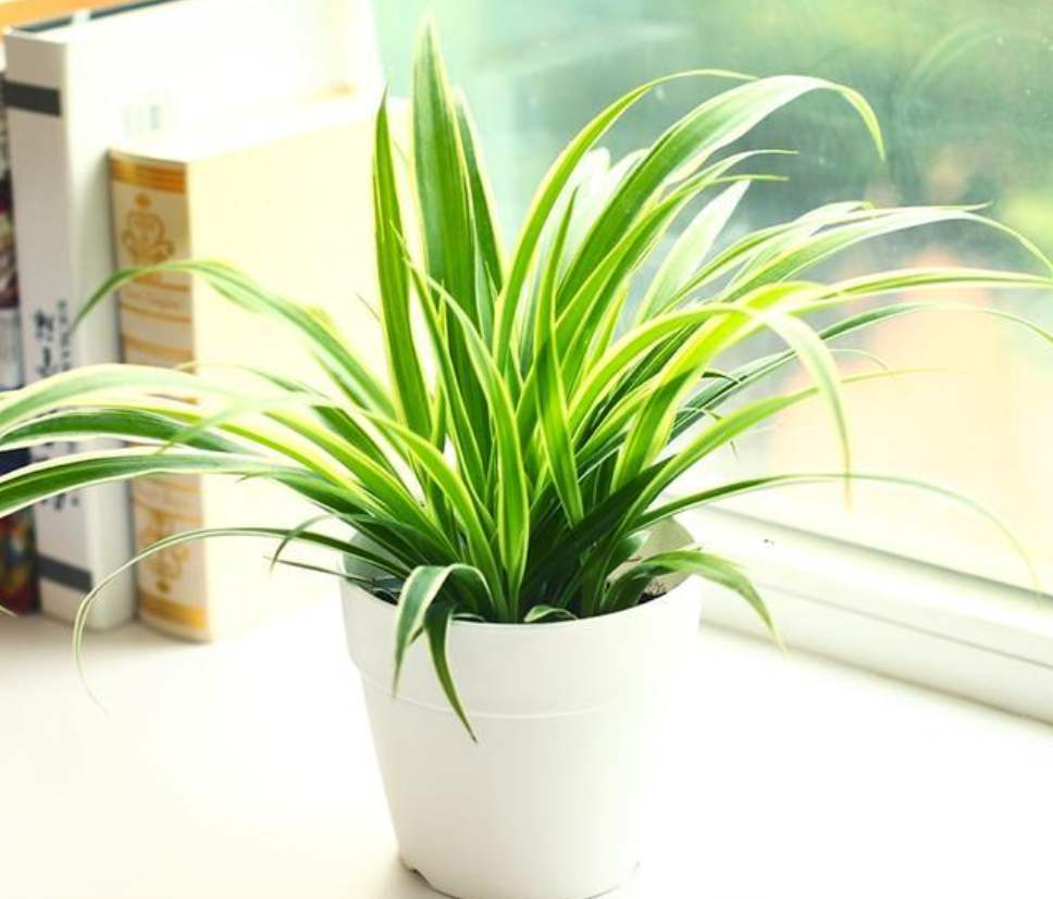 鲜花插花技巧专业术语,插花常见鲜花名称大全