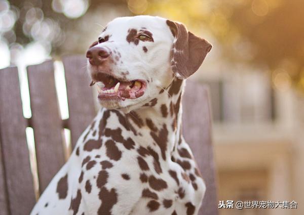 为啥现在很少见斑点狗了,斑点狗是什么犬类的狗