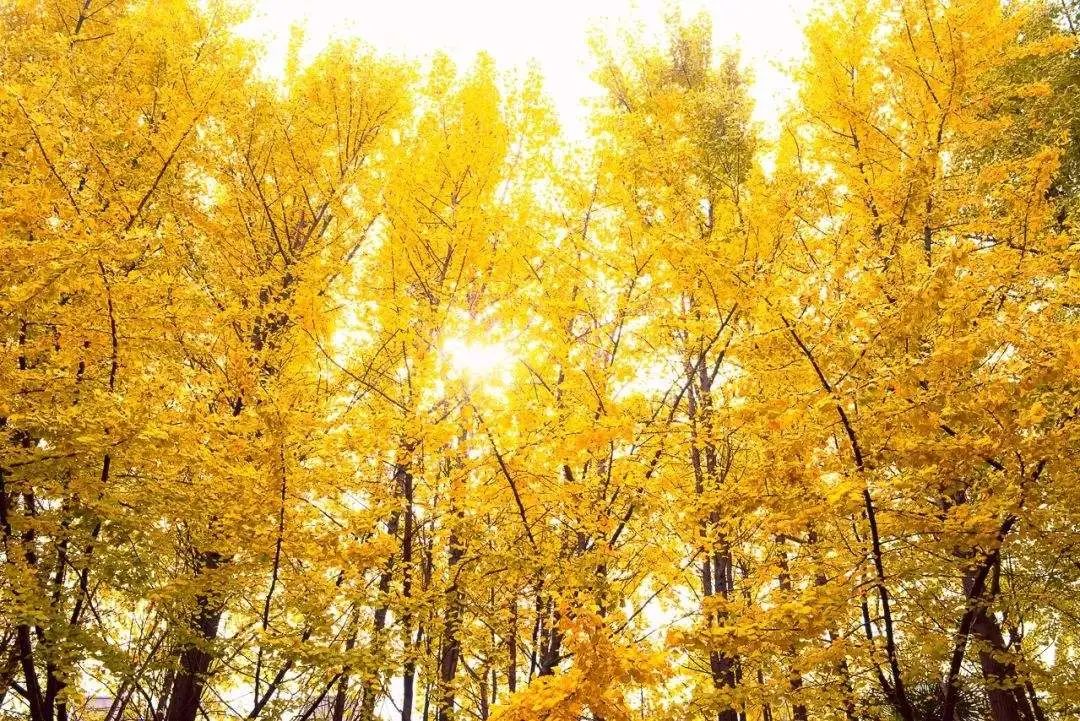 漫天香氛醉人~杭州的秋天从不让人失望!13个地方,秒出大片