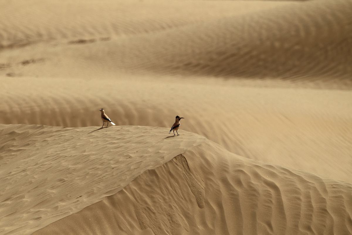 天下乌鸦有白色的吗,南方乌鸦和北方乌鸦的区别